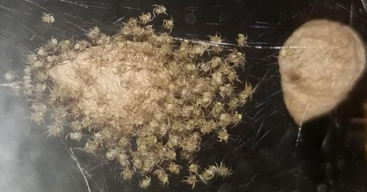 spider nest